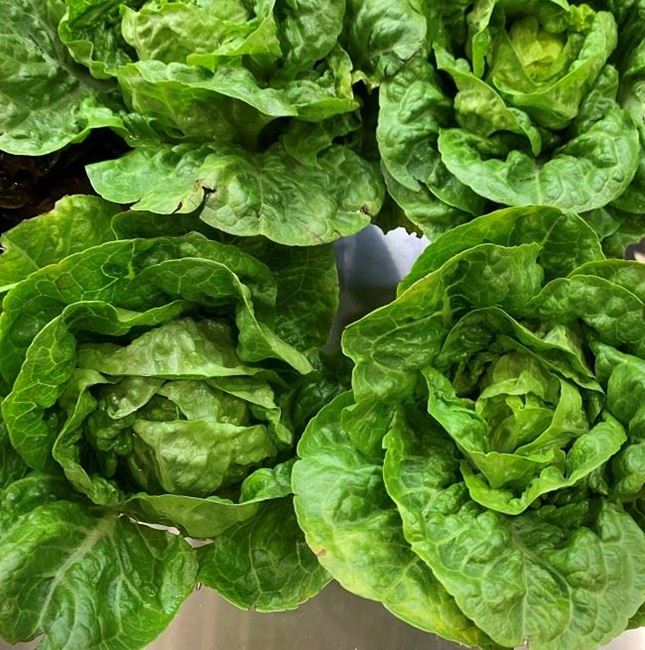 Picture of GREEN BABY COS LETTUCE (TWIN PACK)