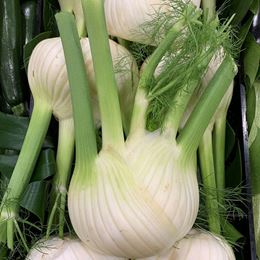 Picture of FENNEL