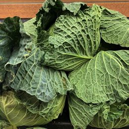 Picture of CABBAGE - SAVOY