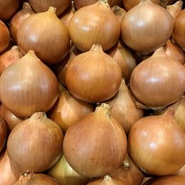 Picture of ONION - BROWN