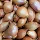 Picture of ONION - ESHALLOT