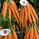 Picture of DUTCH CARROTS