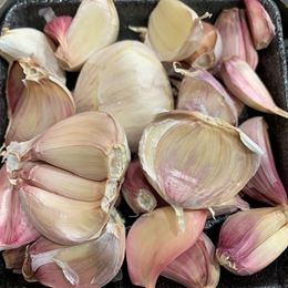 Picture of SINGLE CLOVE GARLIC