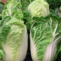 Picture of CABBAGE - CHINESE (WOMBOK)