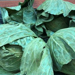 Picture of CABBAGE - PLAIN 