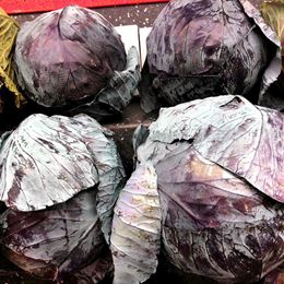 Picture of CABBAGE - RED