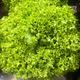 Picture of GREEN CORAL
