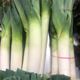 Picture of LEEKS BUNCH