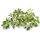 Picture of LEMON THYME (bunch)