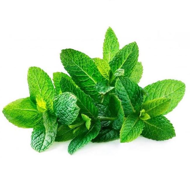 Picture of MINT (bunch)