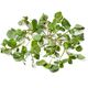 Picture of WATERCRESS
