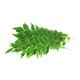 Picture of CURRY LEAVES 20g