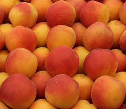 Picture of APRICOTS