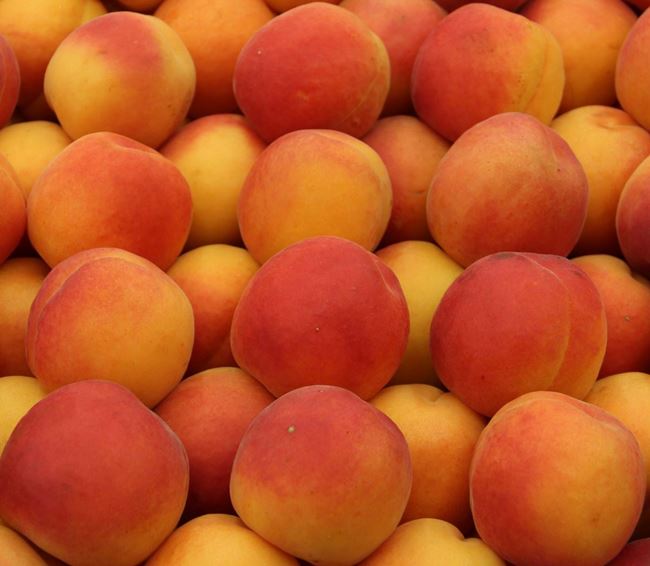 Picture of APRICOTS