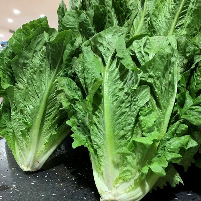 Picture of COS LETTUCE