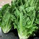 Picture of COS LETTUCE