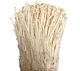 Picture of MUSHROOM - ENOKI (PACK)