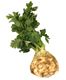 Picture of CELERIAC