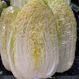 Picture of CABBAGE - CHINESE (WOMBOK) CUT