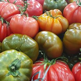 Picture of TOMATO - HEIRLOOM