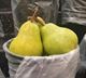 Picture of PEAR - VALUE PACKHAM