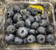 Picture of BLUEBERRIES (PUNNET)