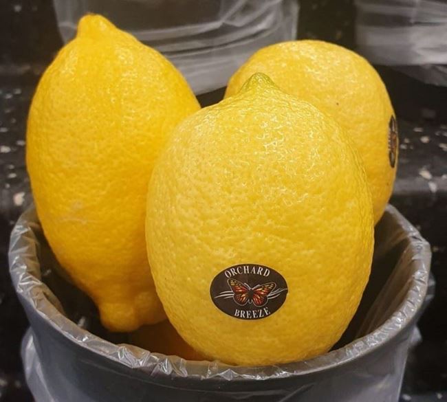 Picture of LEMONS - VALUE