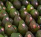 Picture of AVOCADO - LARGE