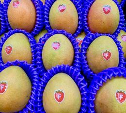 Picture of KENSINGTON PRIDE MANGO