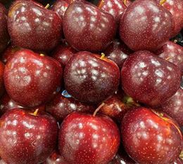 Picture of APPLE - BRAVO