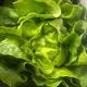 Picture of BUTTER LETTUCE