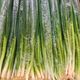 Picture of ONION - SHALLOT 1/2 BUNCH