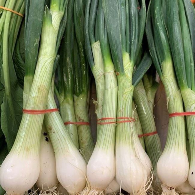 Picture of ONION - SPRING