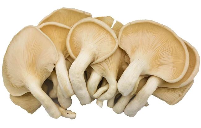 Picture of MUSHROOM - OYSTER (PACK)